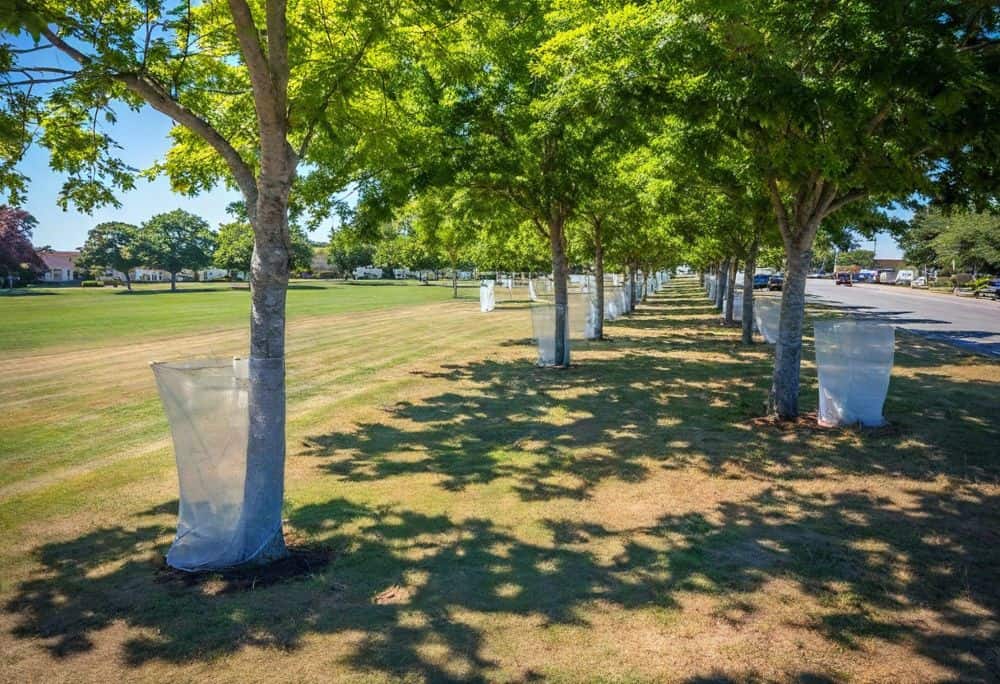 A row of trees in a Texas park with trunks partially wrapped in translucent tree insect barriers.