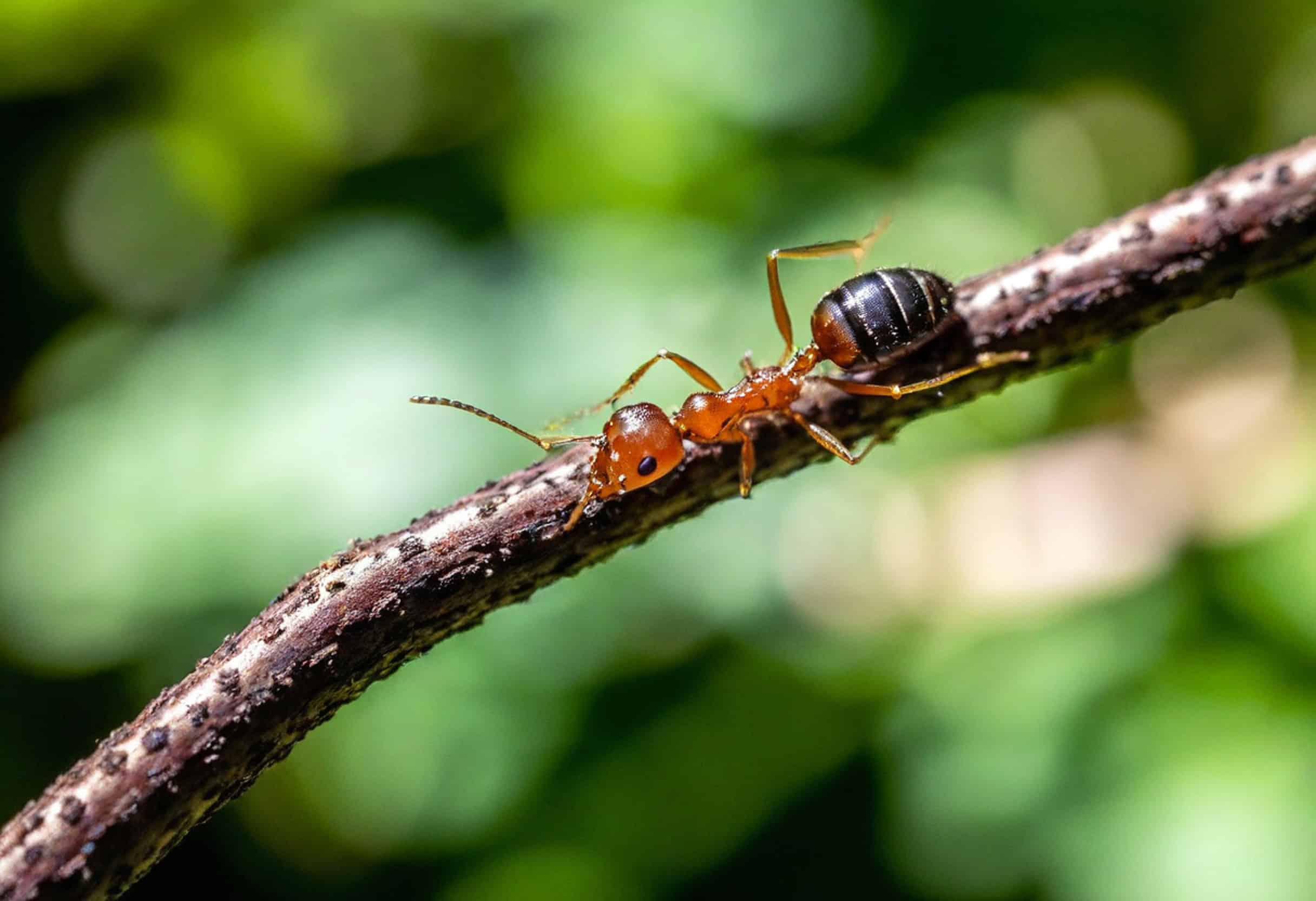 Close-up of a red and black ant walking along a thin, textured branch with a blurred green background—great for Common Tarrant County, TX Pest Identification and learning more about ants.