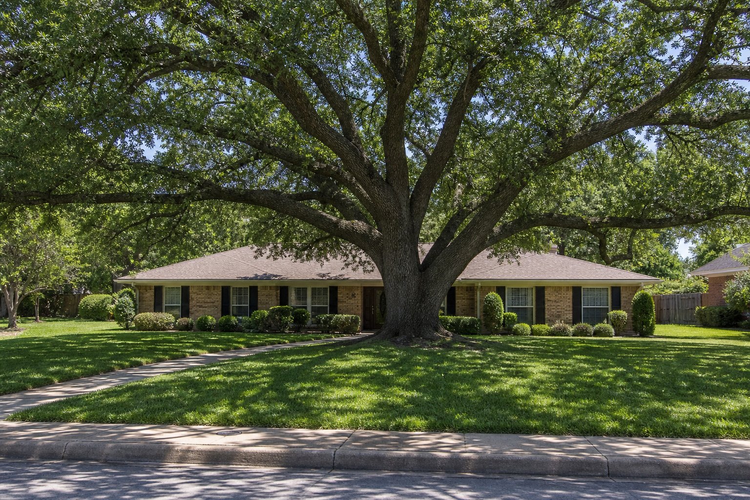 Mature live oak spreading over a single-story brick ranch home, deep green summer canopy and thick St. Augustine lawn, classic North Texas suburban street