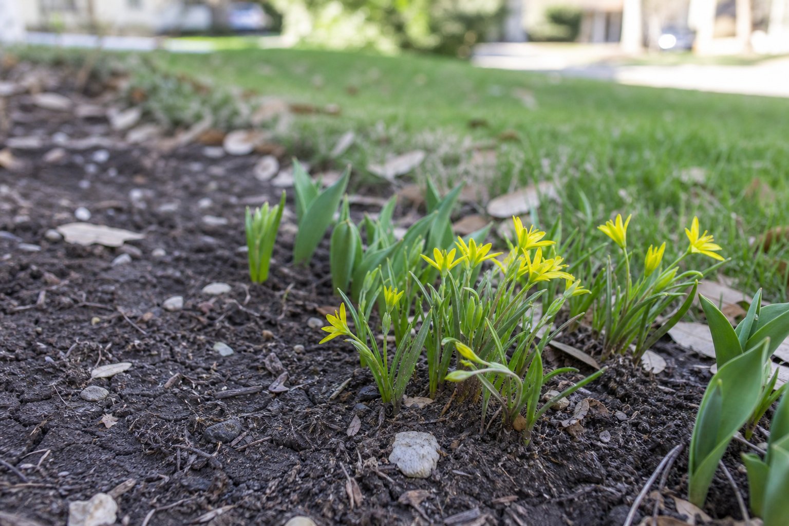 Early spring wildflowers and new green blades emerging at the edge of a suburban lawn against dark Tarrant County clay soil, fresh morning light