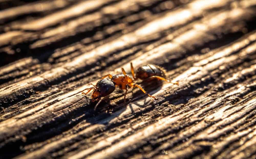 A close-up of an ant walking on a rough, sunlit wooden surface—perfect for TX Pest Identification or learning about Ants | Common Tarrant County.