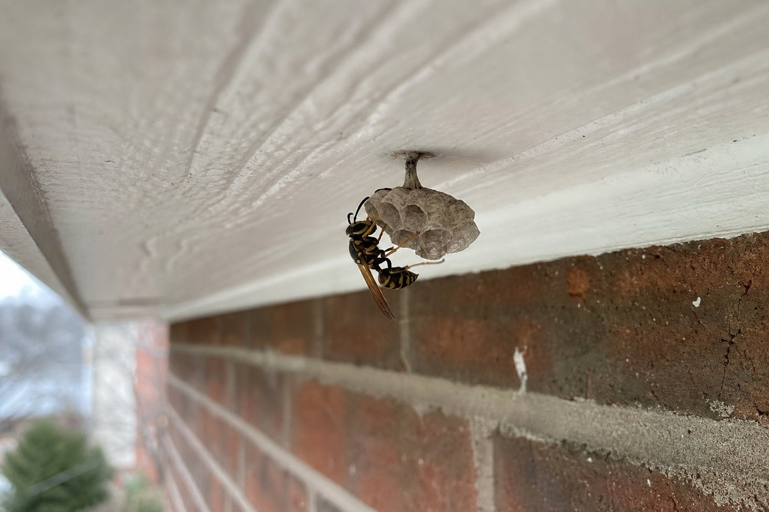 A small new paper wasp nest just started under a painted eave with a single wasp building it, early spring light, brick home exterior