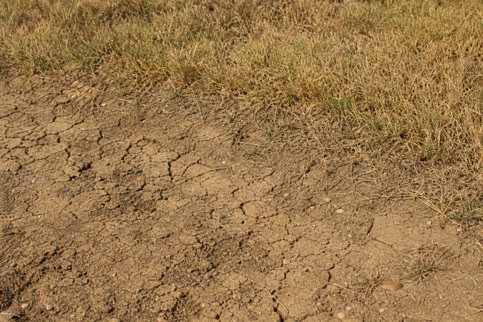 Cracked dry Tarrant County clay soil at the browning edge of a lawn under harsh July sun, long midday shadows, North Texas yard