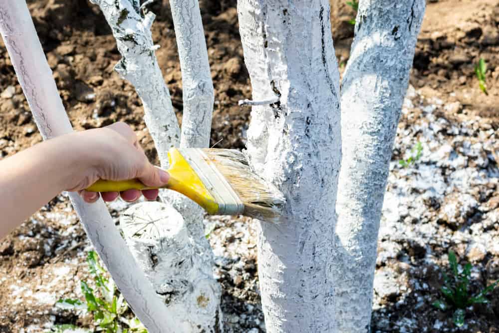 A person uses a paintbrush to apply white paint or protective coating to tree trunks in a garden—perfect inspiration for your next blog post or as a template for outdoor DIY projects.