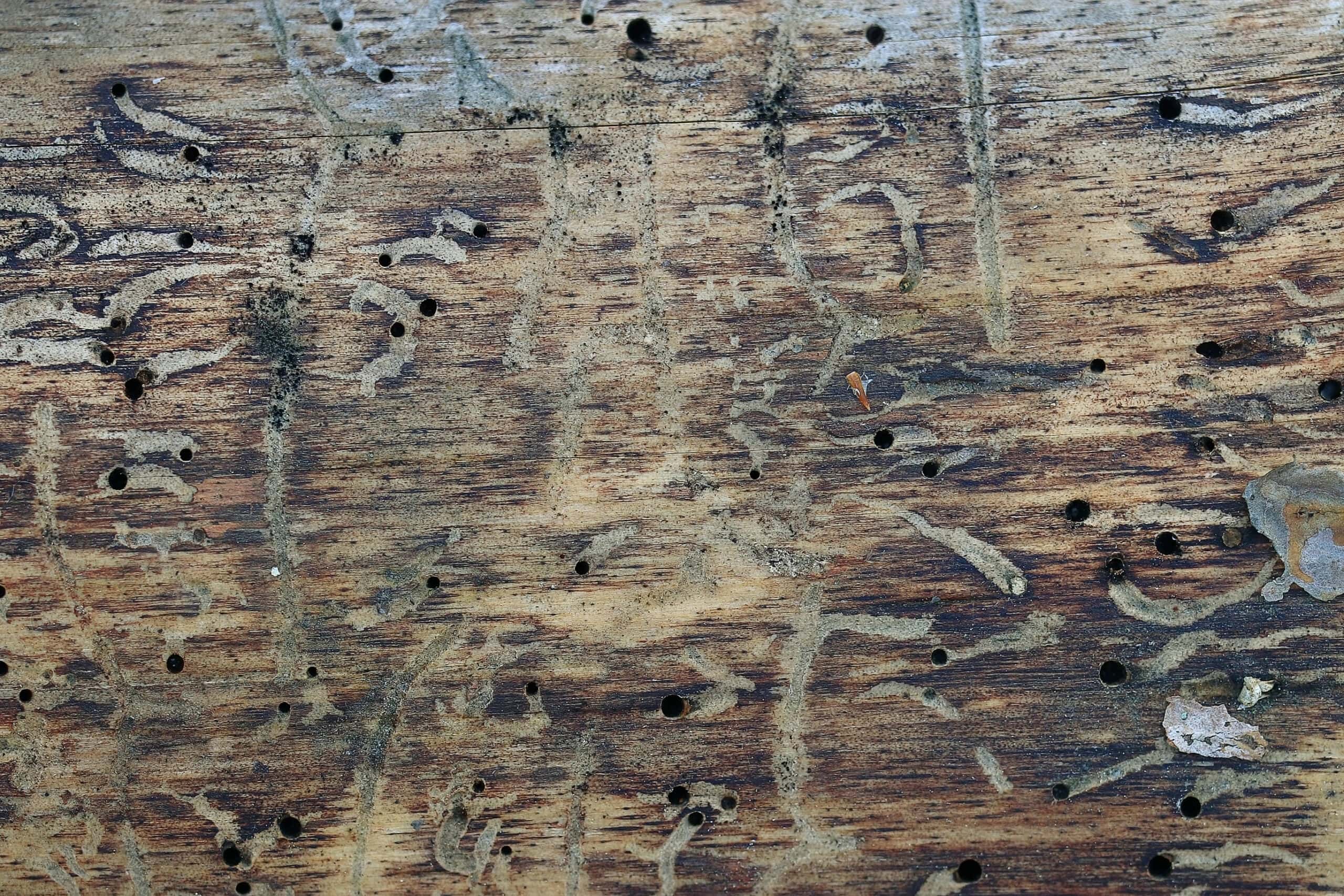 Close-up of weathered wood surface with multiple small round holes and irregular patterns, possibly caused by borers and fungus or tree pests spreading disease.