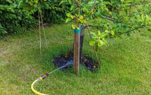 How Do I Properly Water My Apple Tree with a Hose to Protect It from Disease in Arlington?