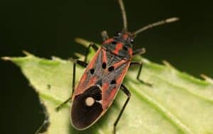 A red and black bug sitting on a leaf. 

Keywords: Chinch Bugs, Arlington-TX Property.