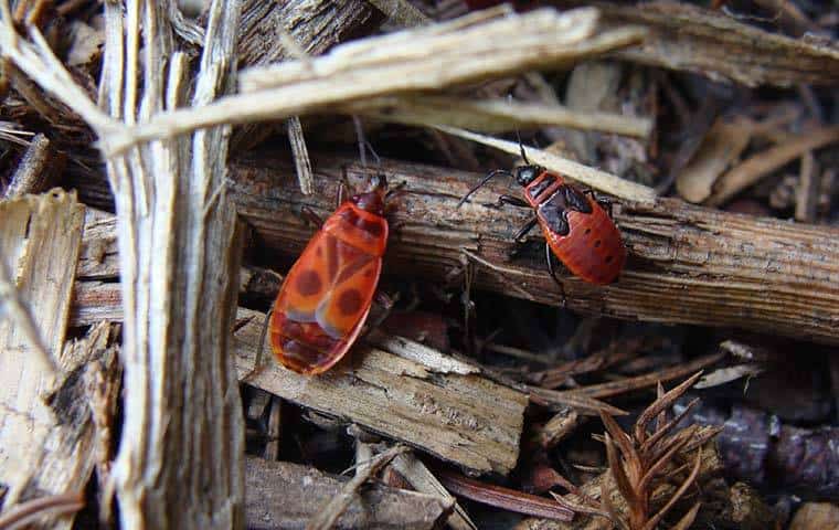 Two red and orange bugs sitting on a piece of wood, potentially resembling chinch bugs in your Arlington lawn.