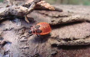 A beetle on a tree trunk.