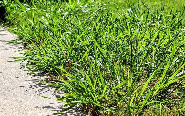 A sidewalk with grass and weeds on it in Arlington.