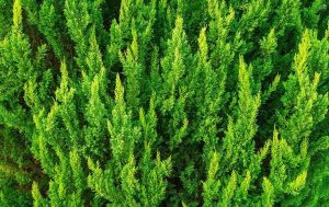 An aerial view of a green cypress tree in Arlington.