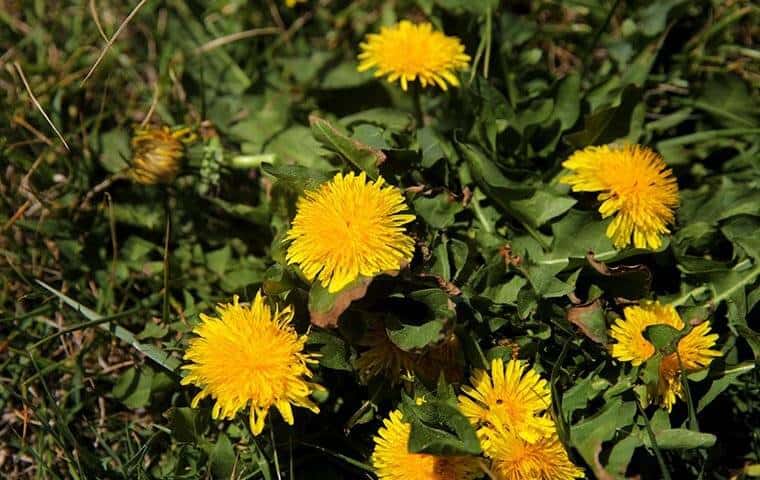 Yellow dandelion flowers growing in the grass Blog - The Benefits Of Pre-Emergent Weed Control For Your Arlington Property