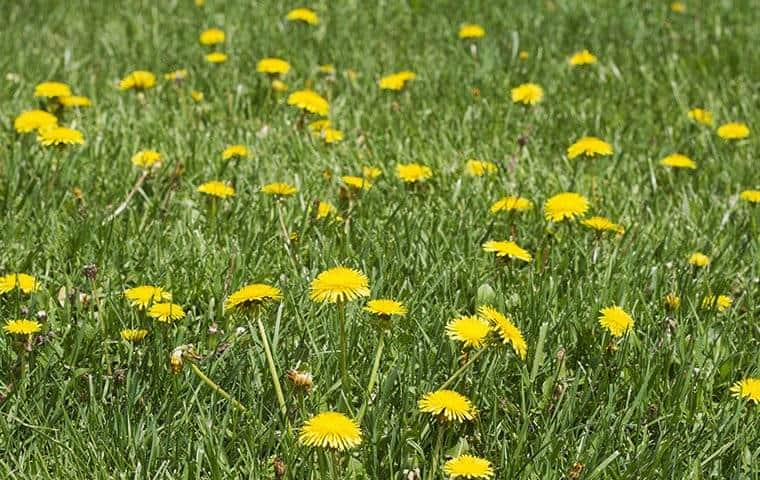 Pre-Emergent Weed Control in Arlington