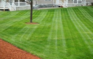 A disease-free lawn with a tree in the middle, maintained year-round in Arlington, TX.