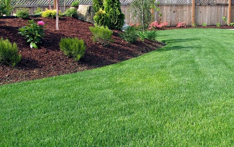 A backyard with a green lawn and shrubs, perfect for implementing the best fertilization program for your Arlington Lawn.