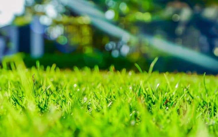 A close up of a green lawn with a sprinkler, perfect for a blog on growing and maintaining a healthy lawn in Arlington.