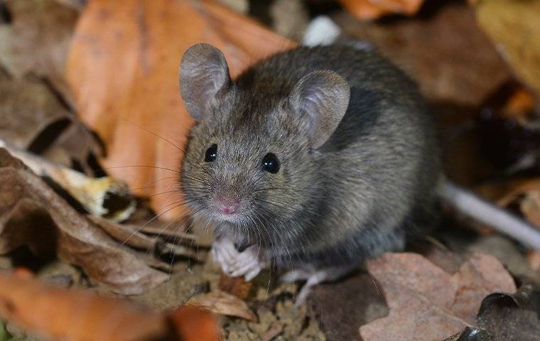 Blog - A small mouse is sitting on leaves in the ground. Learn how to keep rodents away from your Arlington property.