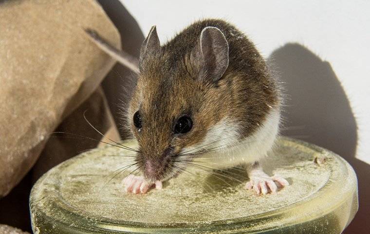 Blog - Tips for Rodent Prevention in Your Arlington Home