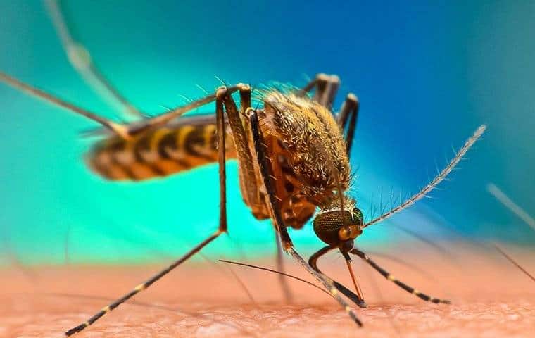 A mosquito is sitting on a person's skin as they seek relief from the bites they received while enjoying nature in Grapevine.