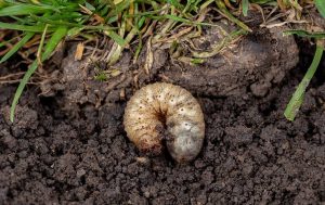 Effective Prevention Strategies for a small insect crawling in the dirt.