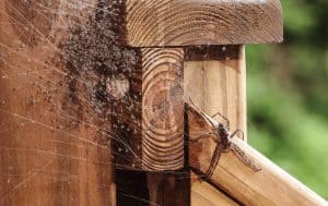 A spider sits on a wooden railing, showcasing its presence as part of the Pest Library.