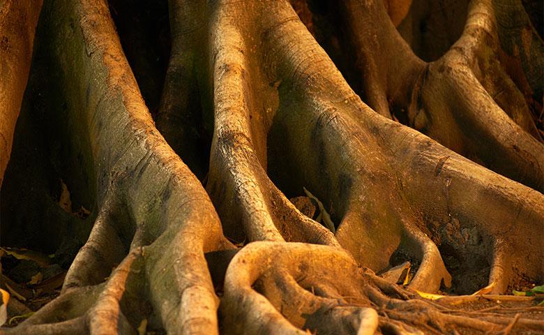 A close up of the roots of a tree, showcasing the deep root feeding technique.