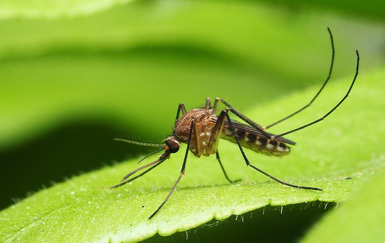 A mosquito is sitting on a leaf, demonstrating the importance of Mosquito Control in Tarrant County, Inc., TX. Trees Hurt Too.