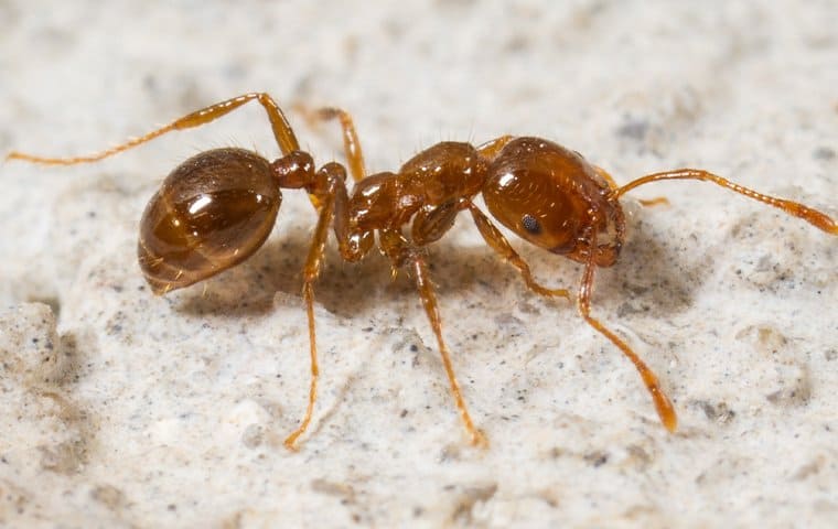 A brown ant from the Pest Library is walking on a concrete surface.