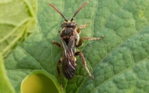 A small insect from the Pest Library is sitting on top of a leaf.