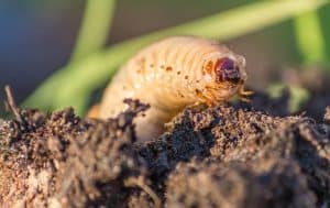 A small insect crawling on a piece of dirt featured in the Pest Library by Trees Hurt Too, Inc.