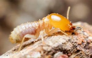 A brown and yellow termite from Inc., on a piece of wood from the Pest Library.