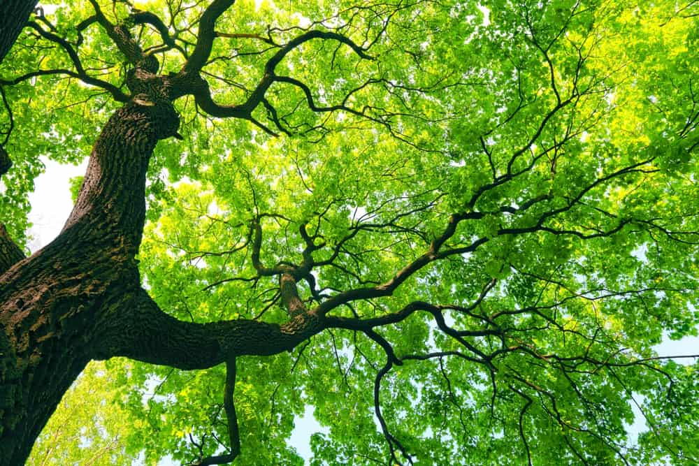 Description: An image of a nourishing tree with green leaves.