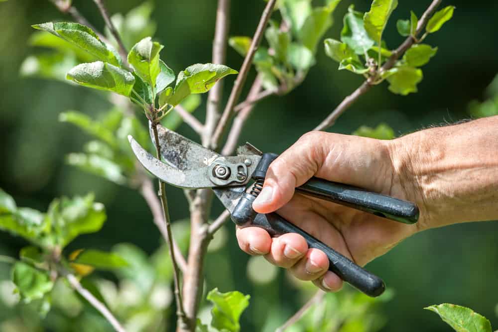 tree-pruning-tips