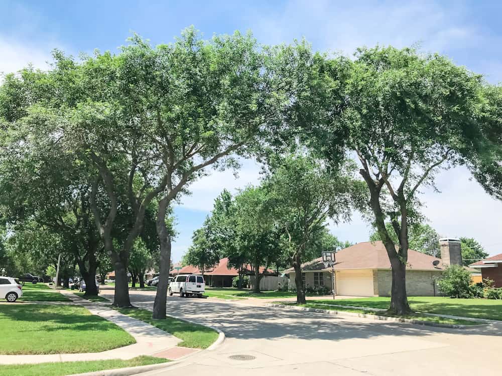 A Texas Live Oak tree-lined suburban street with single-family homes on a sunny day.