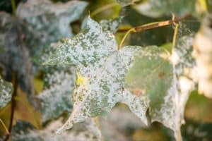 Close-up of a powdery mildew-infected maple leaf on a branch, with visible white fungal spots, typical of tree diseases in North Texas, set against a blurred green background.