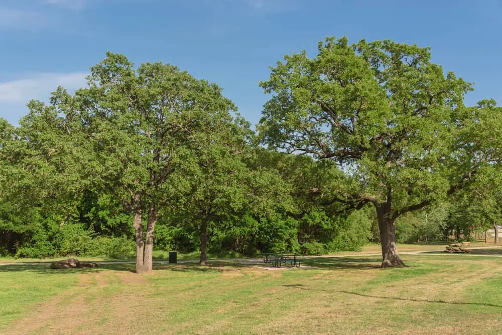 A peaceful park scene in Tarrant County with lush green trees benefiting from tree care tips and a picnic table on a sunny, hot weather day.