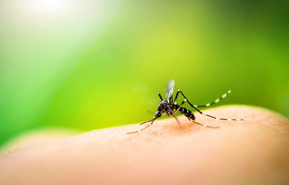 A mosquito resting on human skin against a blurred green background with sunlight in Tarrant County.