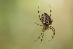 Close-up of a spider with a patterned abdomen on its web against a blurred green background, reminiscent of the diverse spiders found in North Texas.