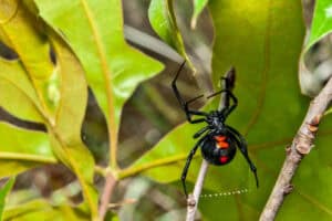 A black widow spider, common among spiders in North Texas, hangs upside down on a web amid green leaves, showcasing its distinctive red marking.