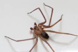 Close-up of a brown recluse spider on a smooth white surface, showcasing its distinctive legs and body. This arachnid, often found among the spiders in North Texas, stands out with its subtle markings and stealthy demeanor.