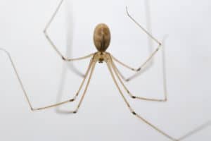 Close-up of a long-legged spider with a small brown body, commonly found among spiders in North Texas, against a plain white background.