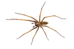 A spider with long legs and a patterned body captures attention against a white background, reminiscent of the diverse species found among spiders in North Texas.