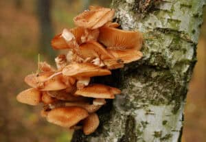 Texas Tree Fungus. In the tranquil forest setting of North Texas, a cluster of brown mushrooms, potentially indicative of tree diseases, thrives on the side of a birch tree.