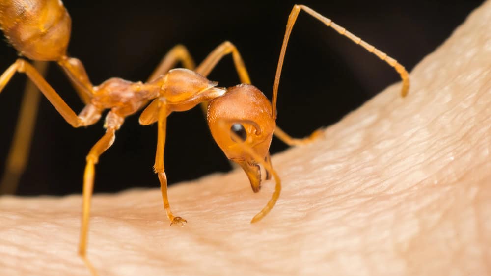 Close-up of a fire ant with an orange-brown body standing on a textured surface, possibly skin.