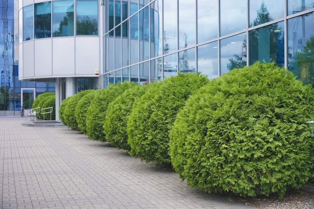 A row of neatly trimmed green bushes borders a modern glass building, showcasing the artistry of commercial landscaping services along a paved walkway.