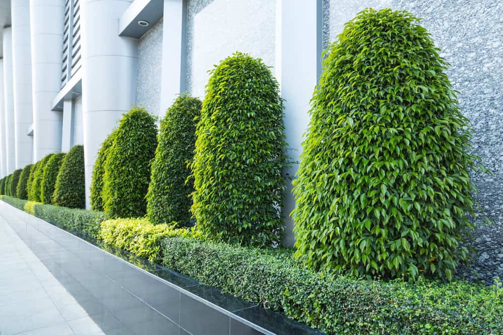 A row of neatly trimmed, bushy green shrubs lines the exterior wall of a modern building, reflecting a clean and structured landscape design achieved through expert commercial landscaping services.