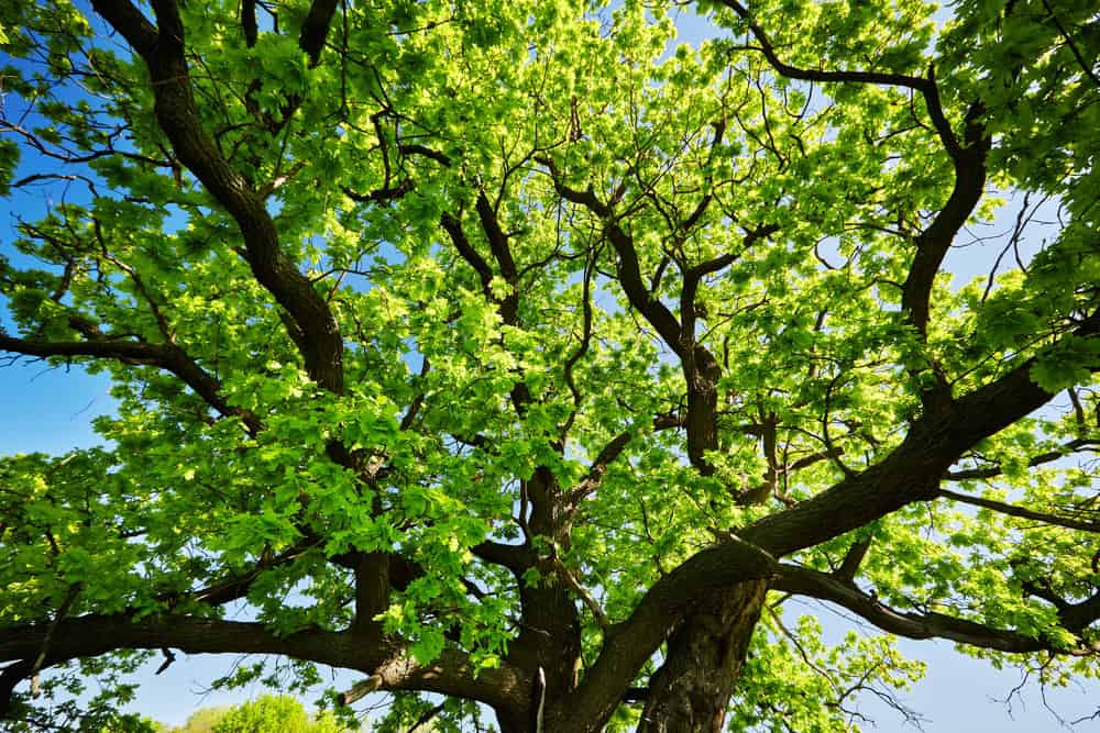 Gazing up at a majestic Texas Live Oak, its dense canopy of bright green leaves contrasts beautifully against the clear blue sky.