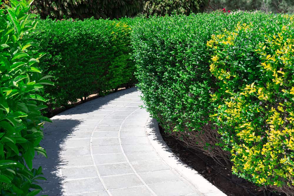 A winding stone path bordered by lush green hedges showcases the art of commercial landscaping services.