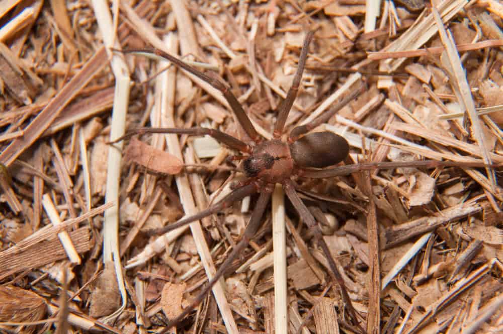 Spiders in north Texas. A brown recluse spider, one of North Texas's common spiders, sits on a bed of dry twigs and leaves.