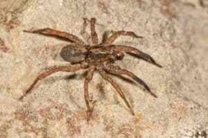 A brown spider, native to North Texas, delicately navigates a rough, textured surface.